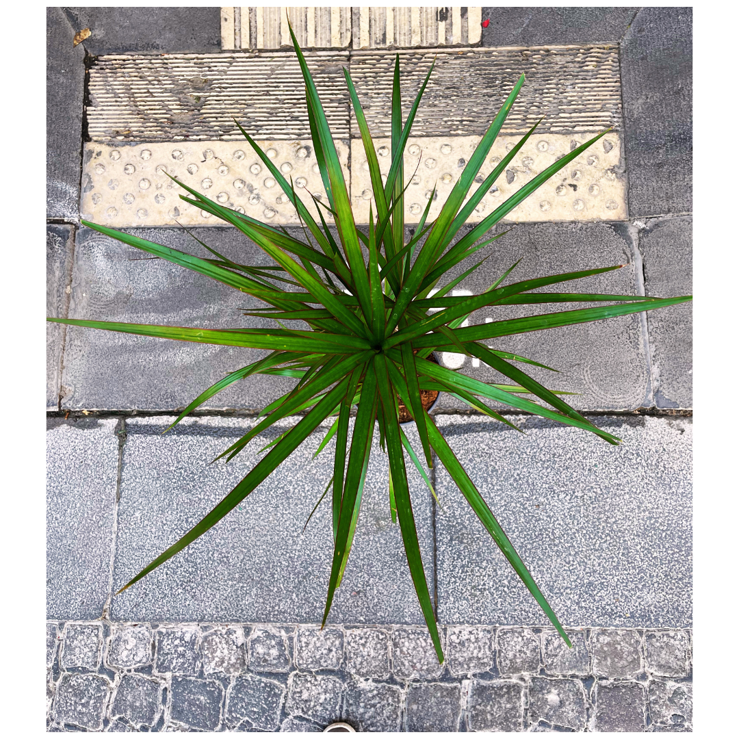 Kentia
