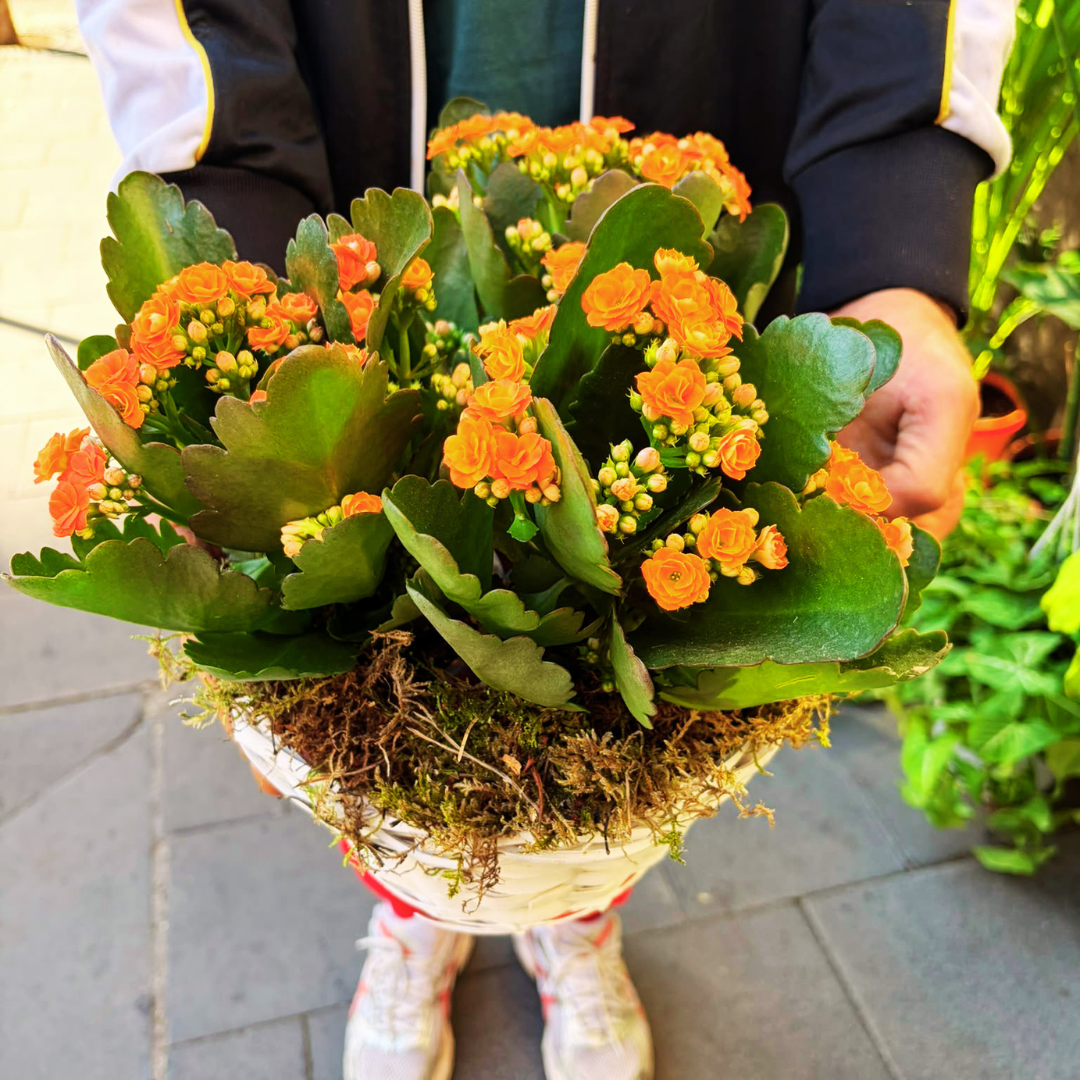 Korb mit bunten Primeln