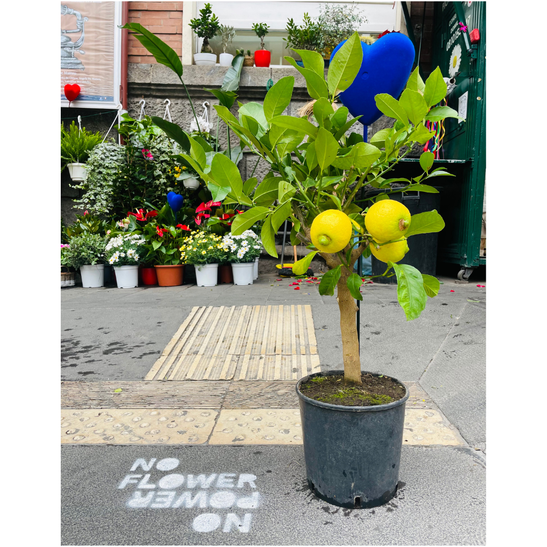 Limone