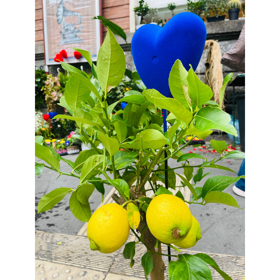 Limone