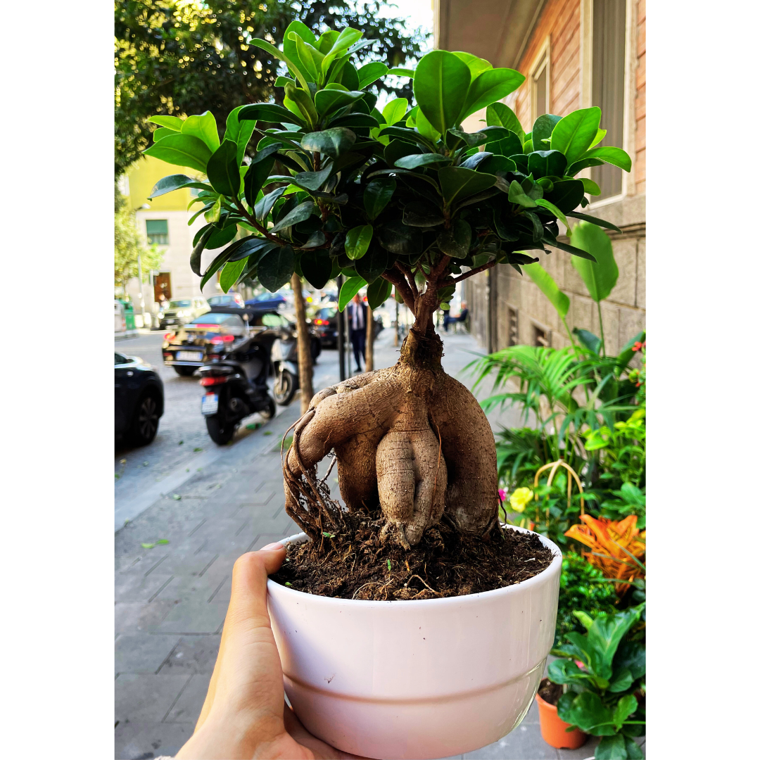 Bonsai Ficus Ginseng