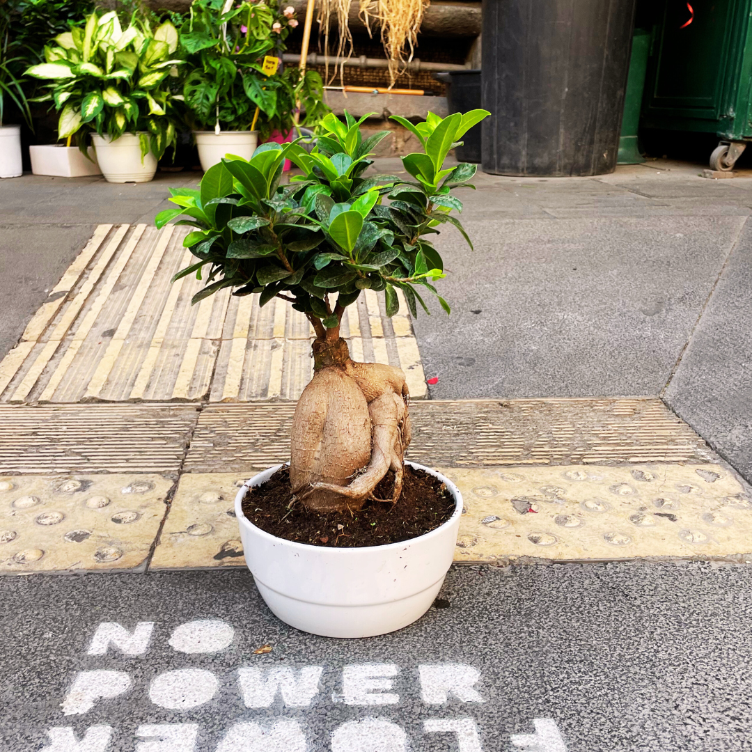 Bonsai Ficus Ginseng