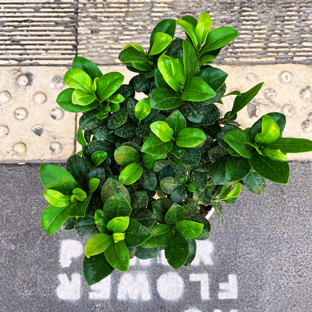 Bonsai Ficus Ginseng