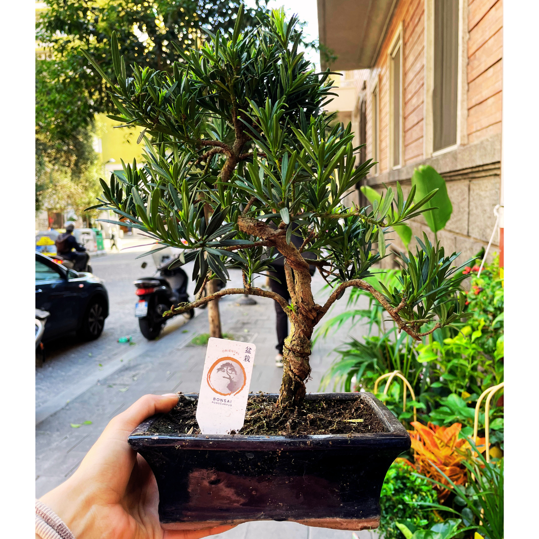 Bonsai Podocarpus tipo 1