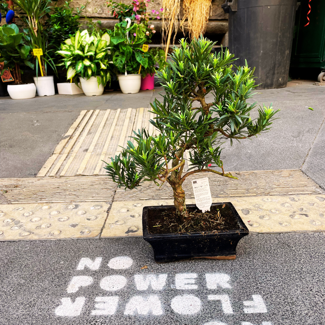 Bonsai Podocarpus tipo 1