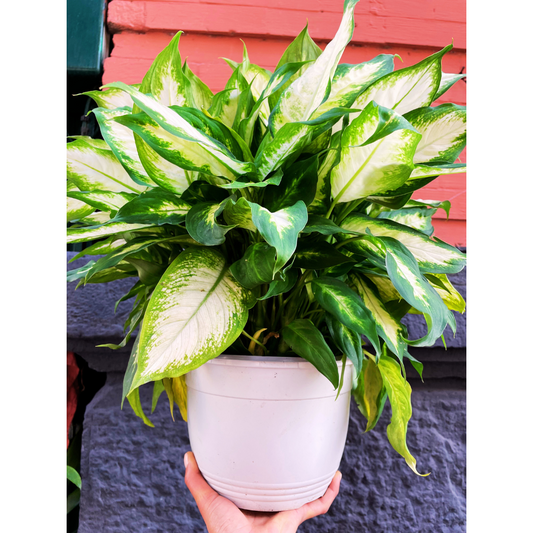 Camilla dieffenbachia