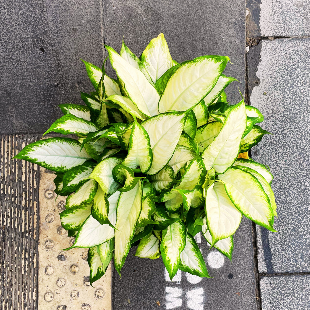 Camilla dieffenbachia