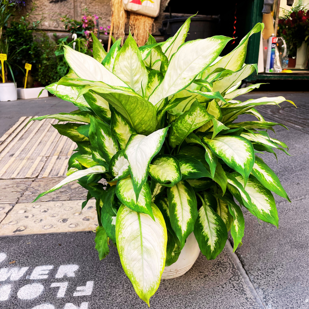 Camilla dieffenbachia