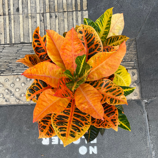 Croton variegato arancio