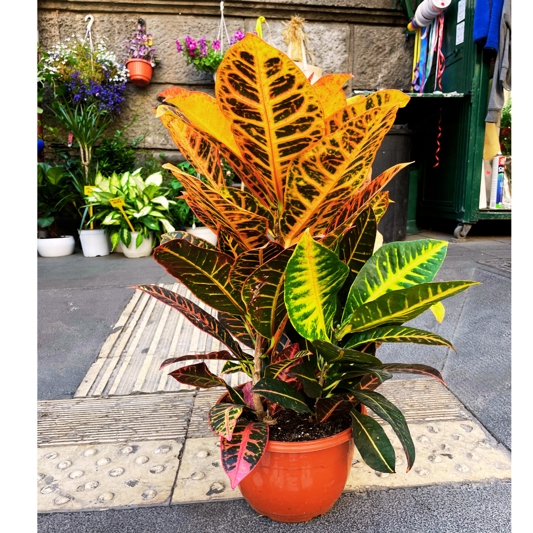 Croton variegato arancio