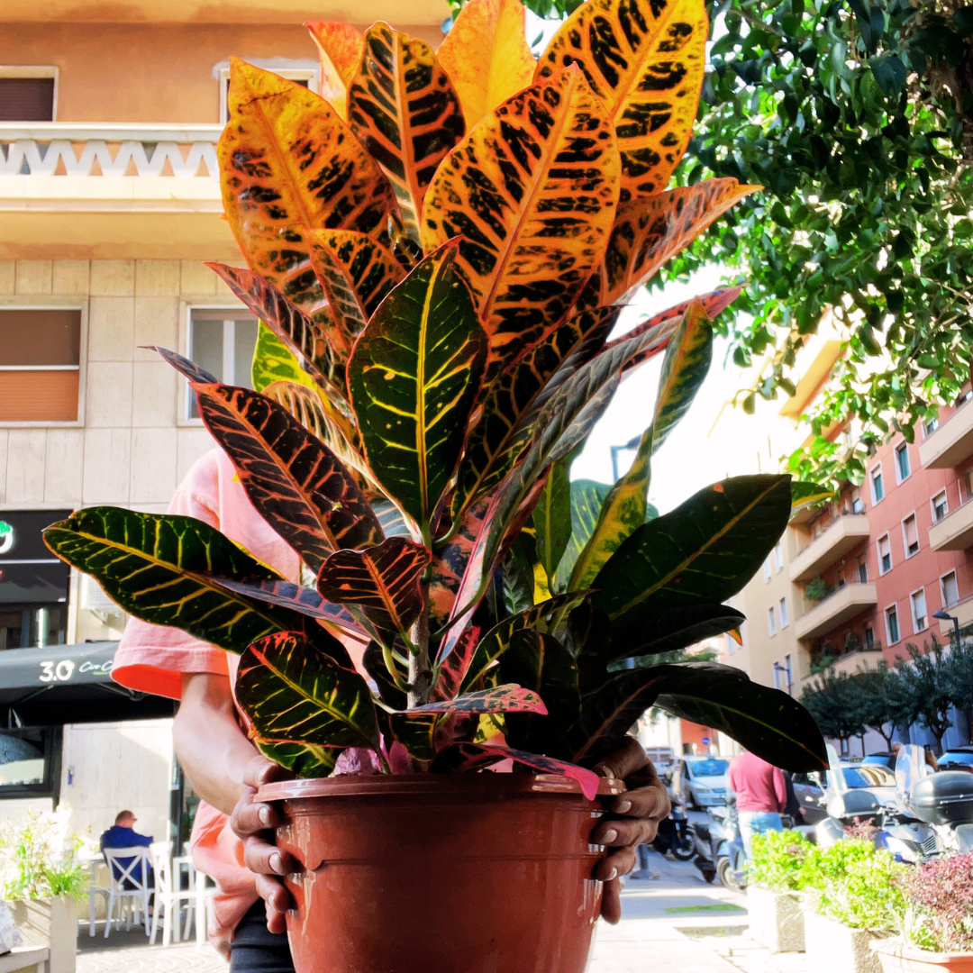 Croton variegato arancio