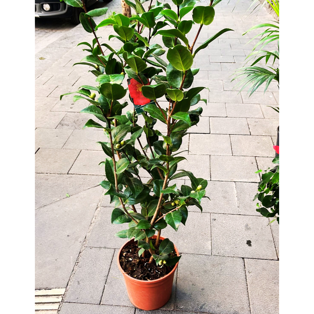 Camelia con fiore rosso grande