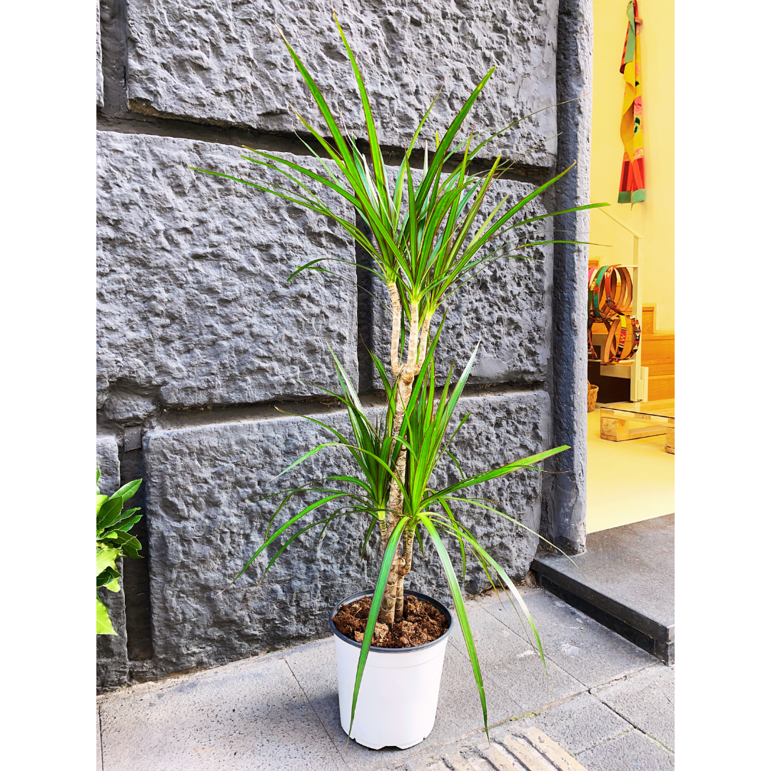 Dracena marginata