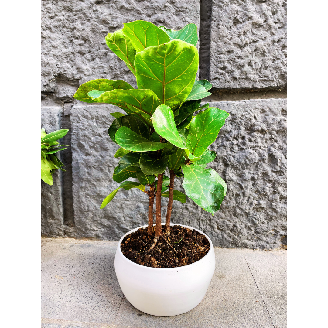 Ficus lyrata