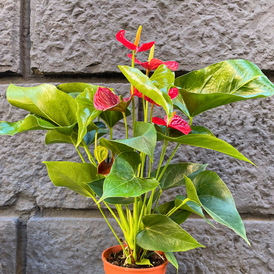 Anthurium rosso