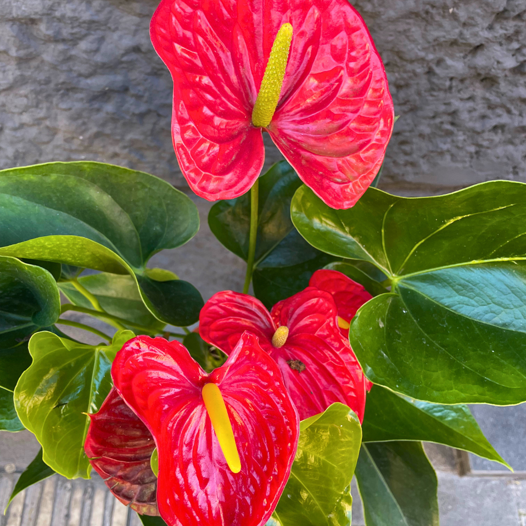 Anthurium rosso