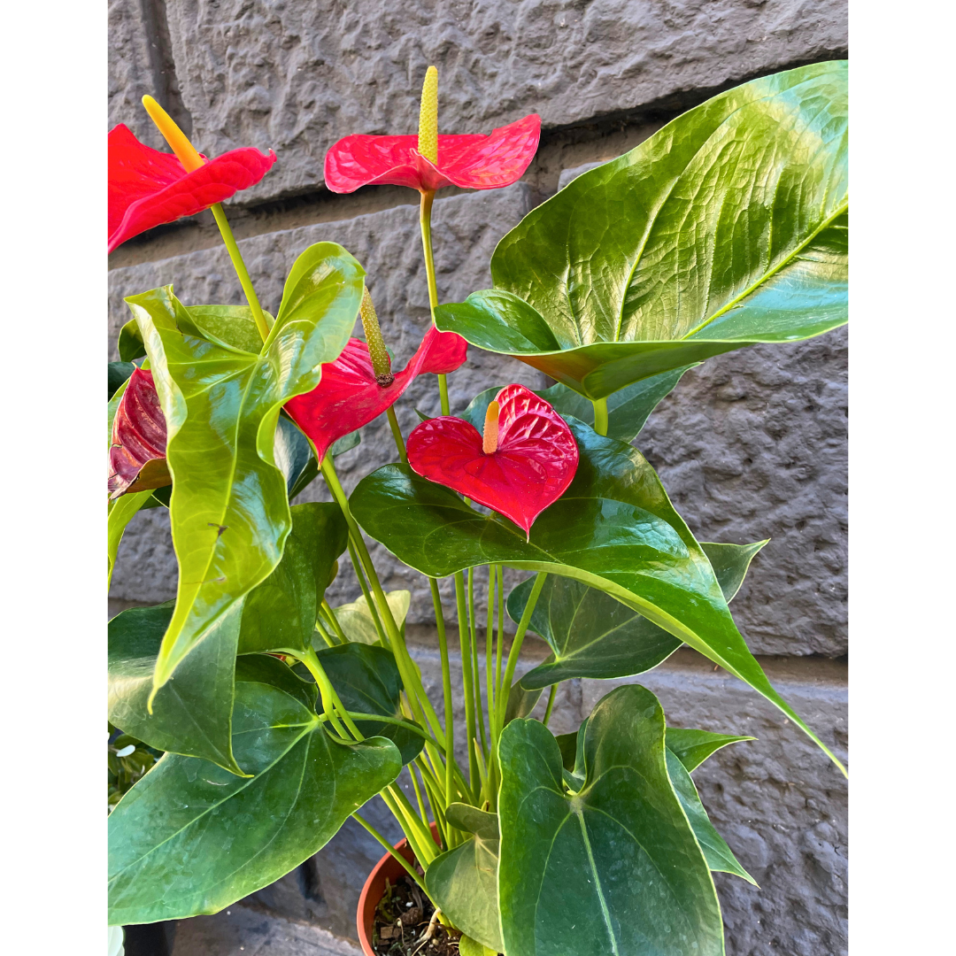 Anthurium rosso