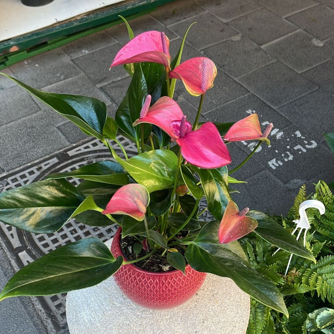 Anthurium rosa