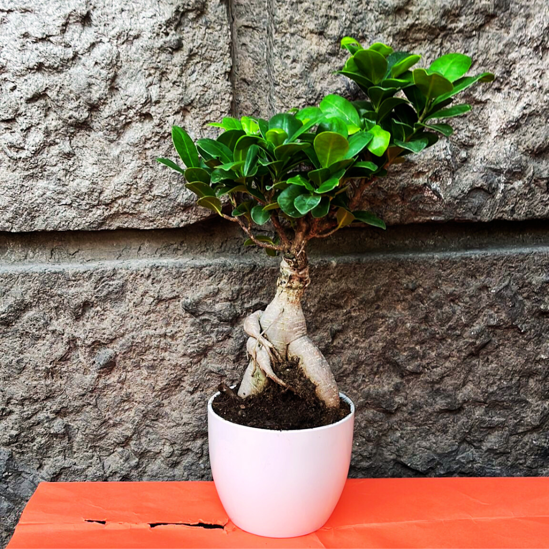 Bonsai Ficus Ginseng