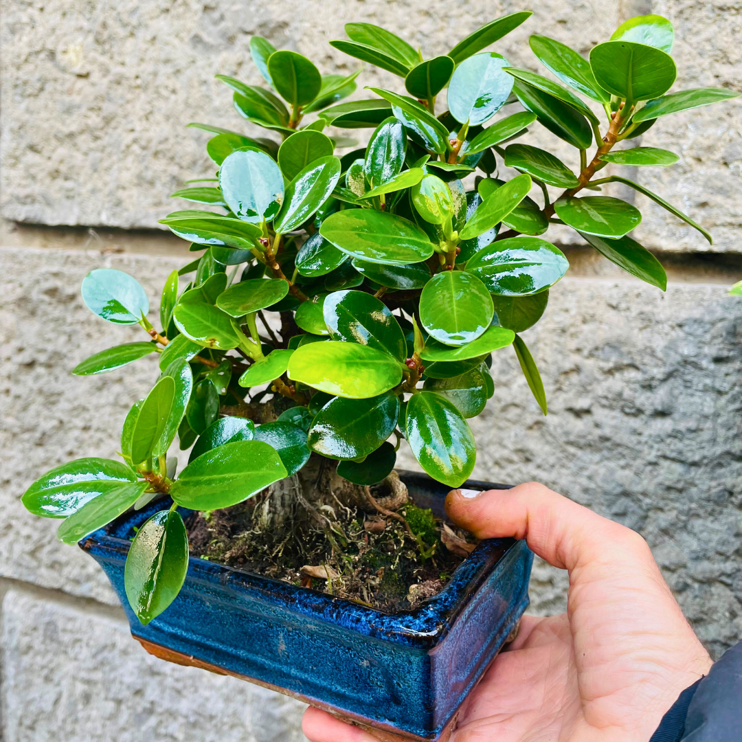 Bonsai di Ficus Panda