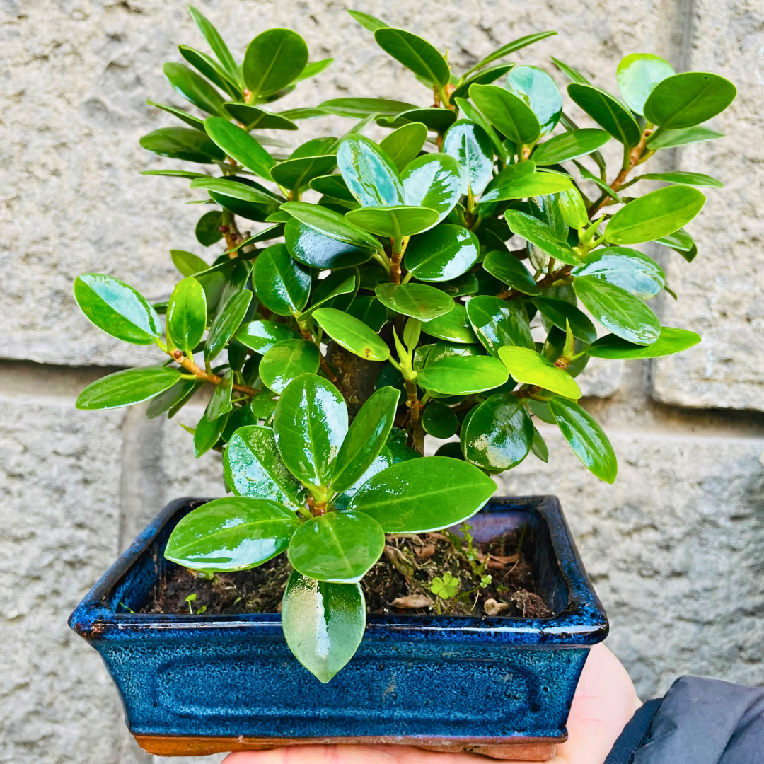 Bonsai di Ficus Panda