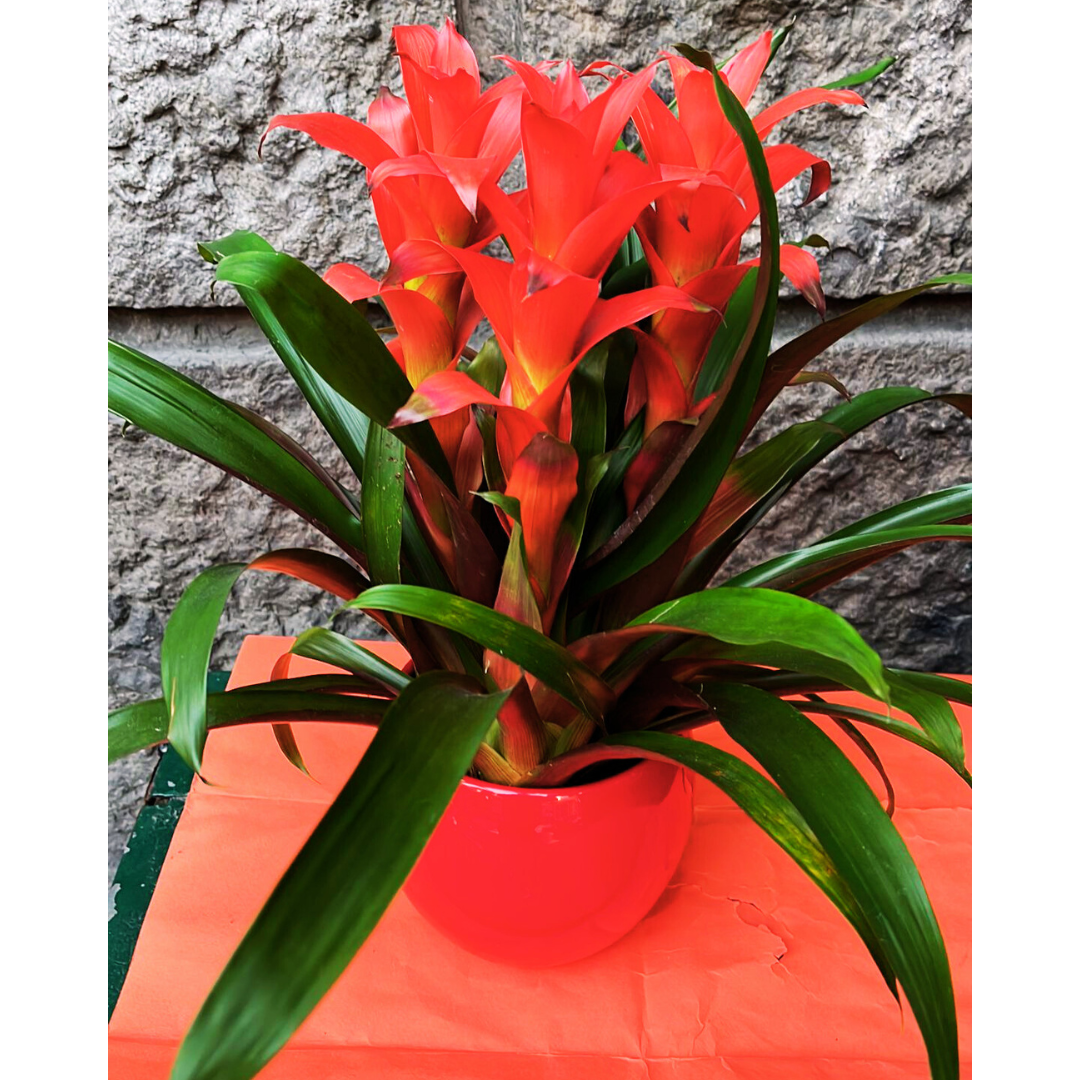 Bromelia con vaso