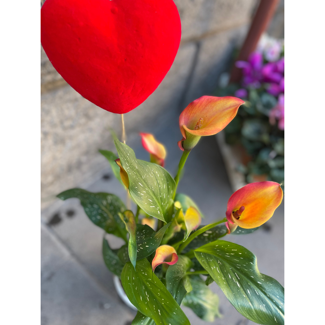 Calla arancione con cuore