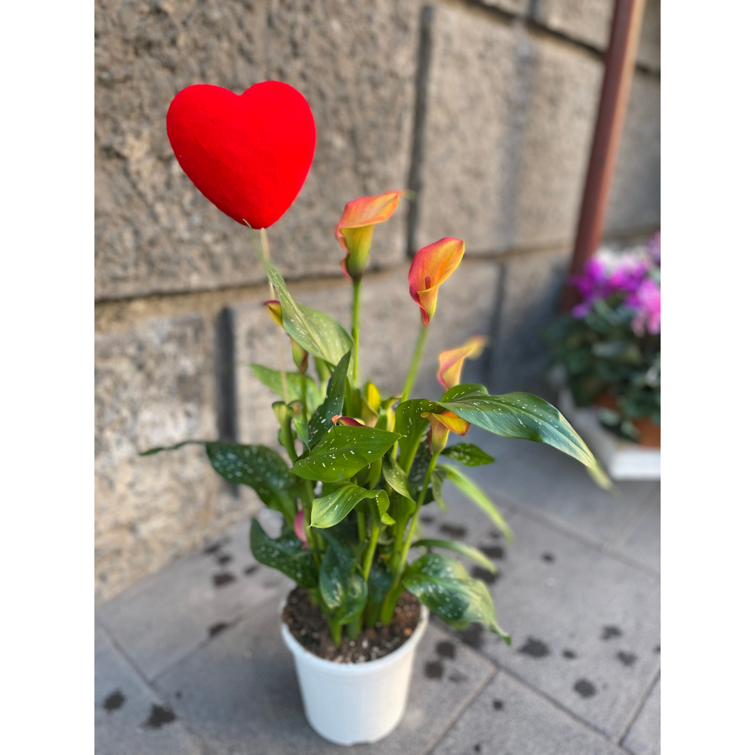 Calla arancione con cuore