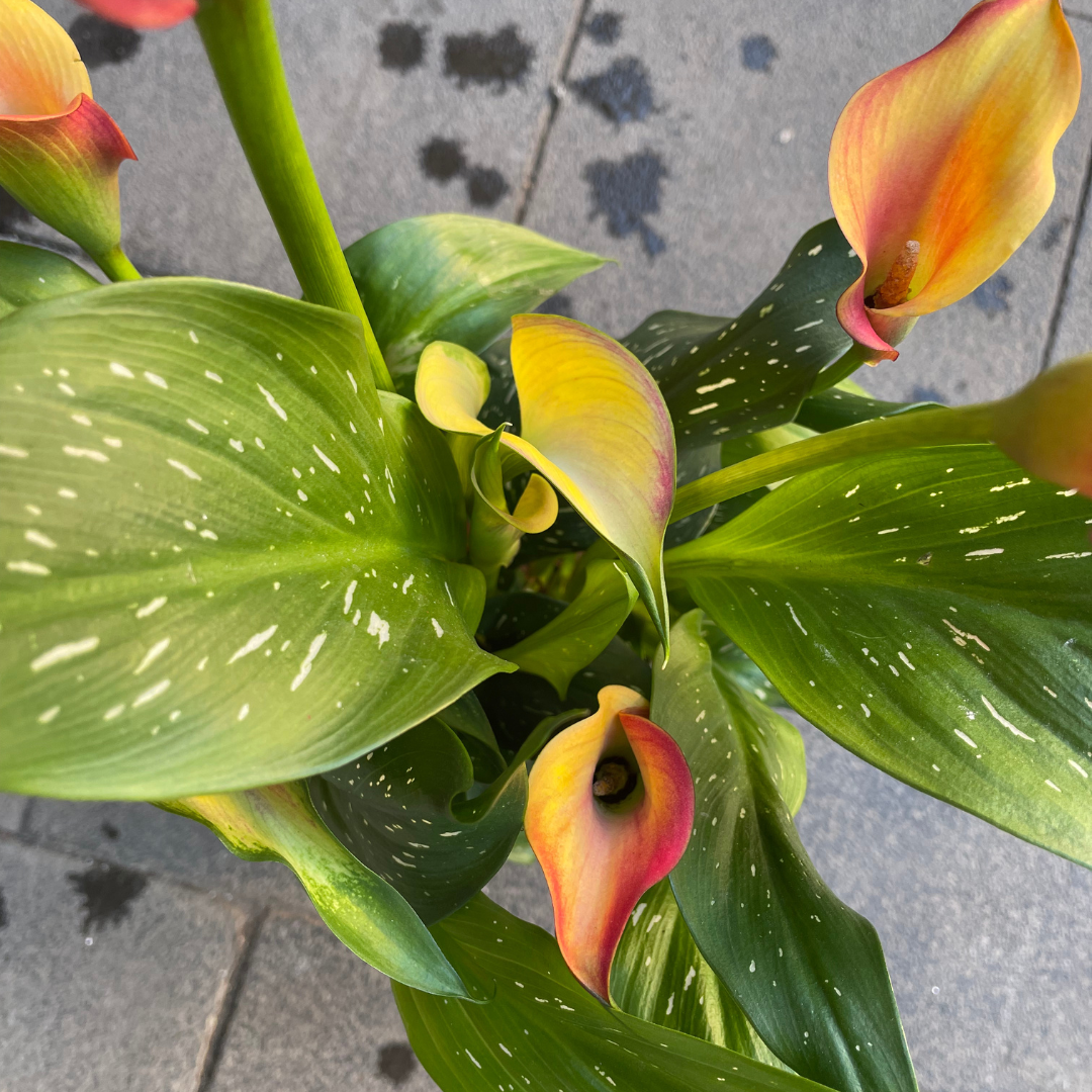 Calla arancione con cuore