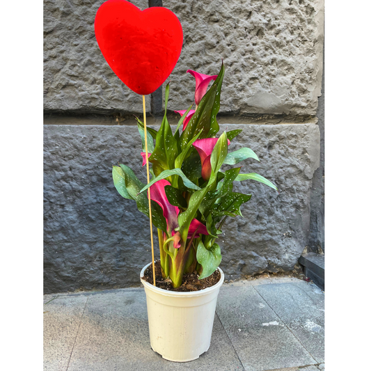 Calla fucsia con cuore