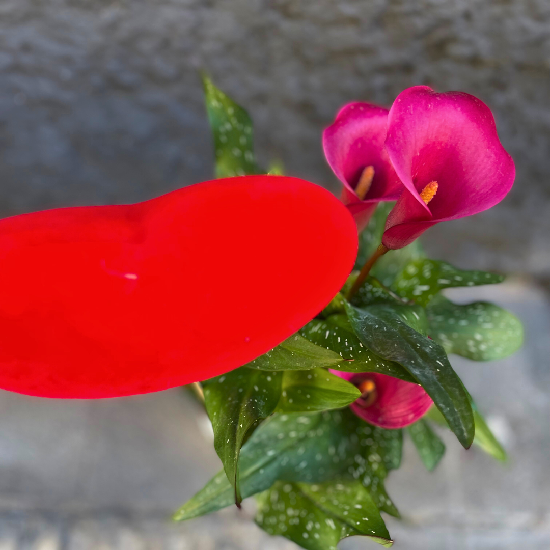 Calla fucsia con cuore