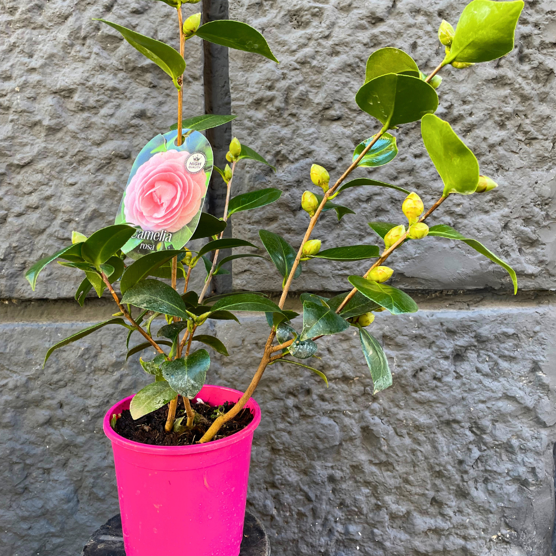 Camelia con fiore rosa piccola