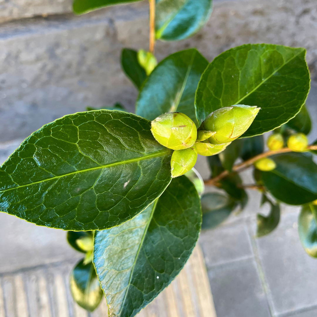 Camelia con fiore rosa piccola