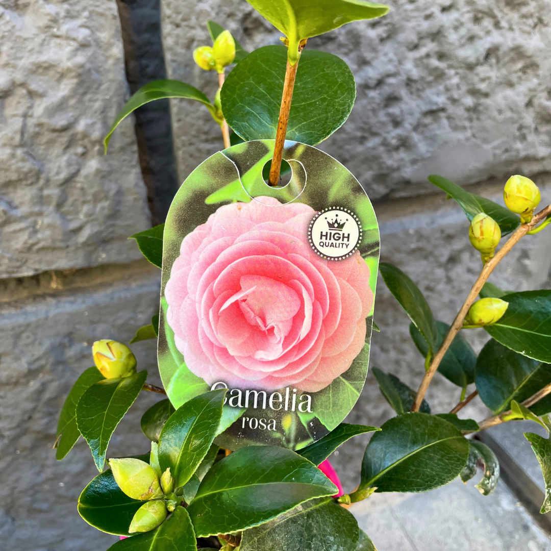 Camelia con fiore rosa piccola