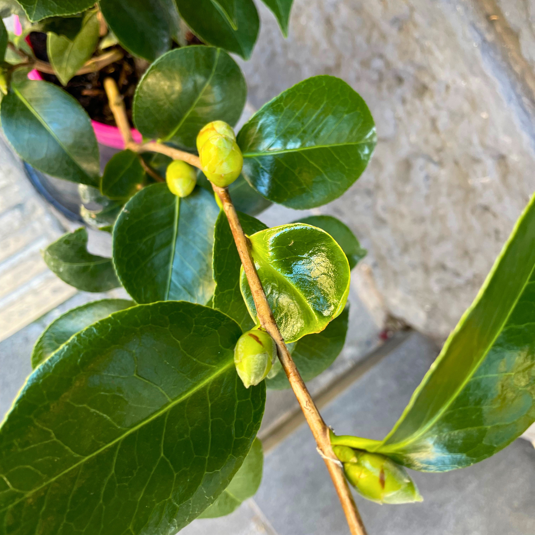 Camelia con fiore rosa piccola