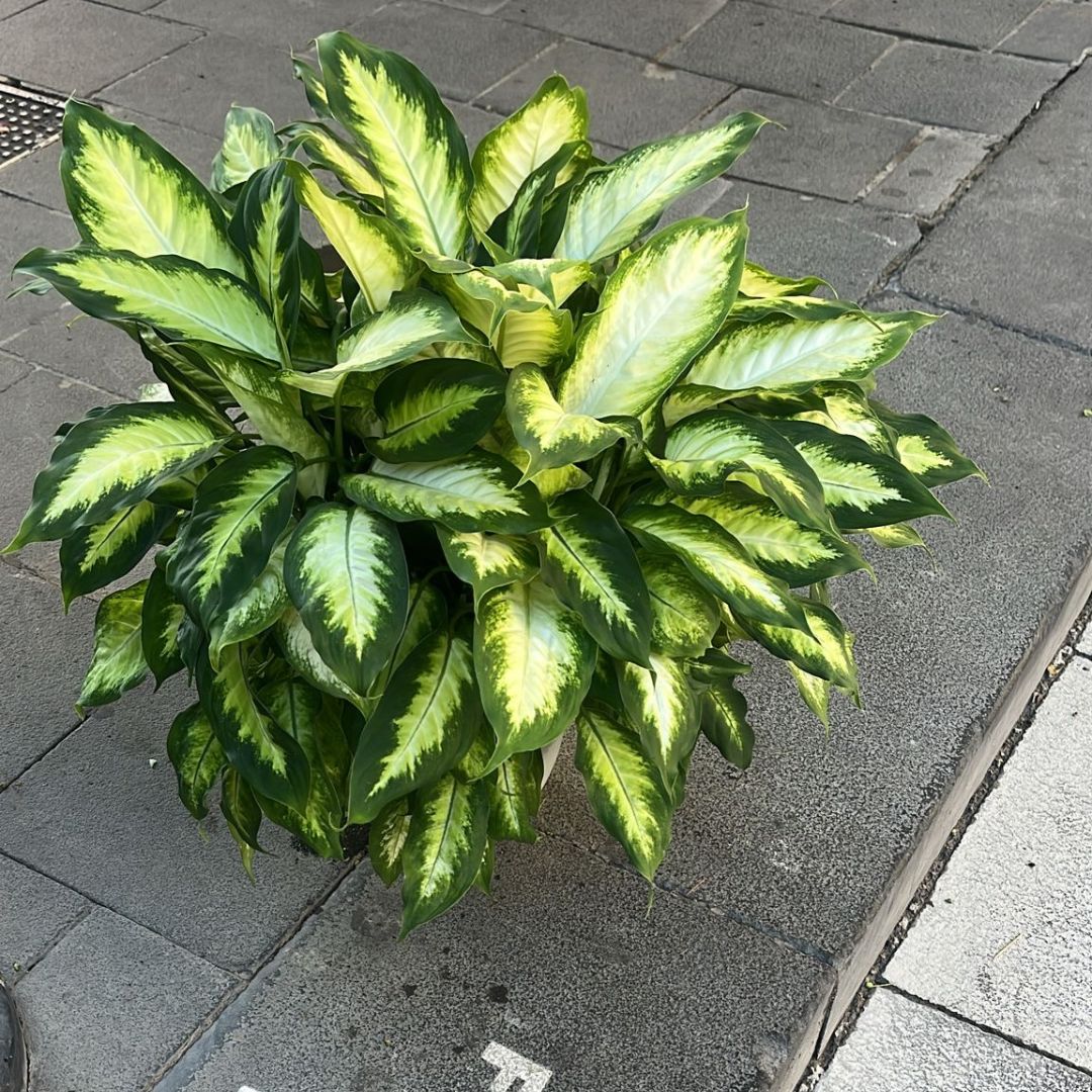 Camilla dieffenbachia