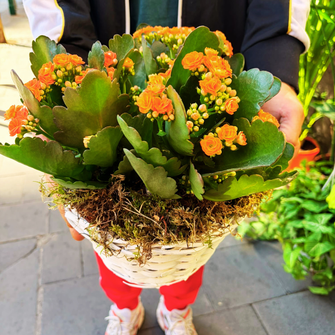 Korb mit bunten Primeln