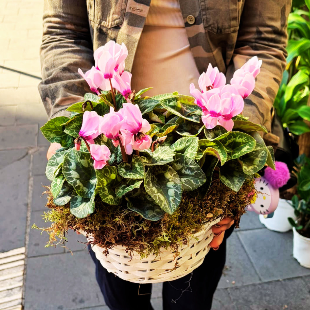 Basket with colorful Primroses