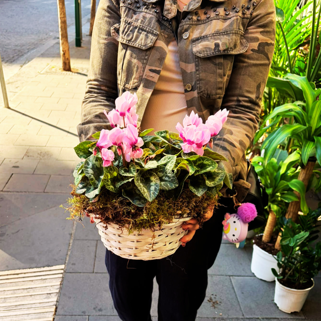 Basket with colorful Primroses