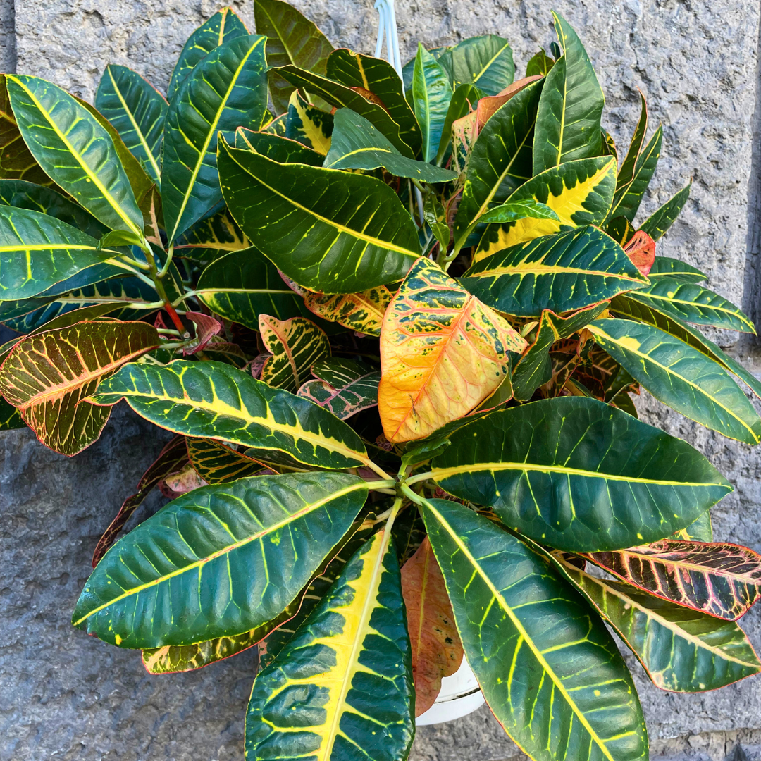 Croton