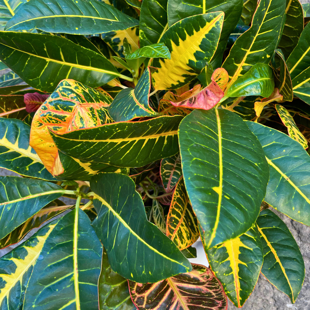 Croton