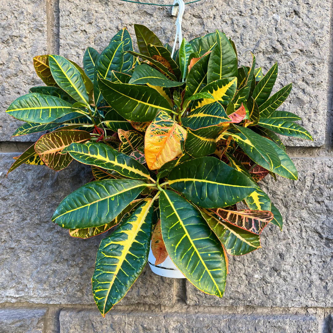 Croton