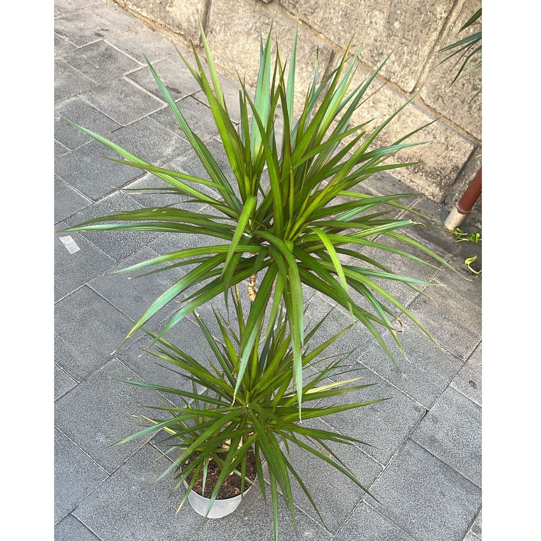 Dracena marginata