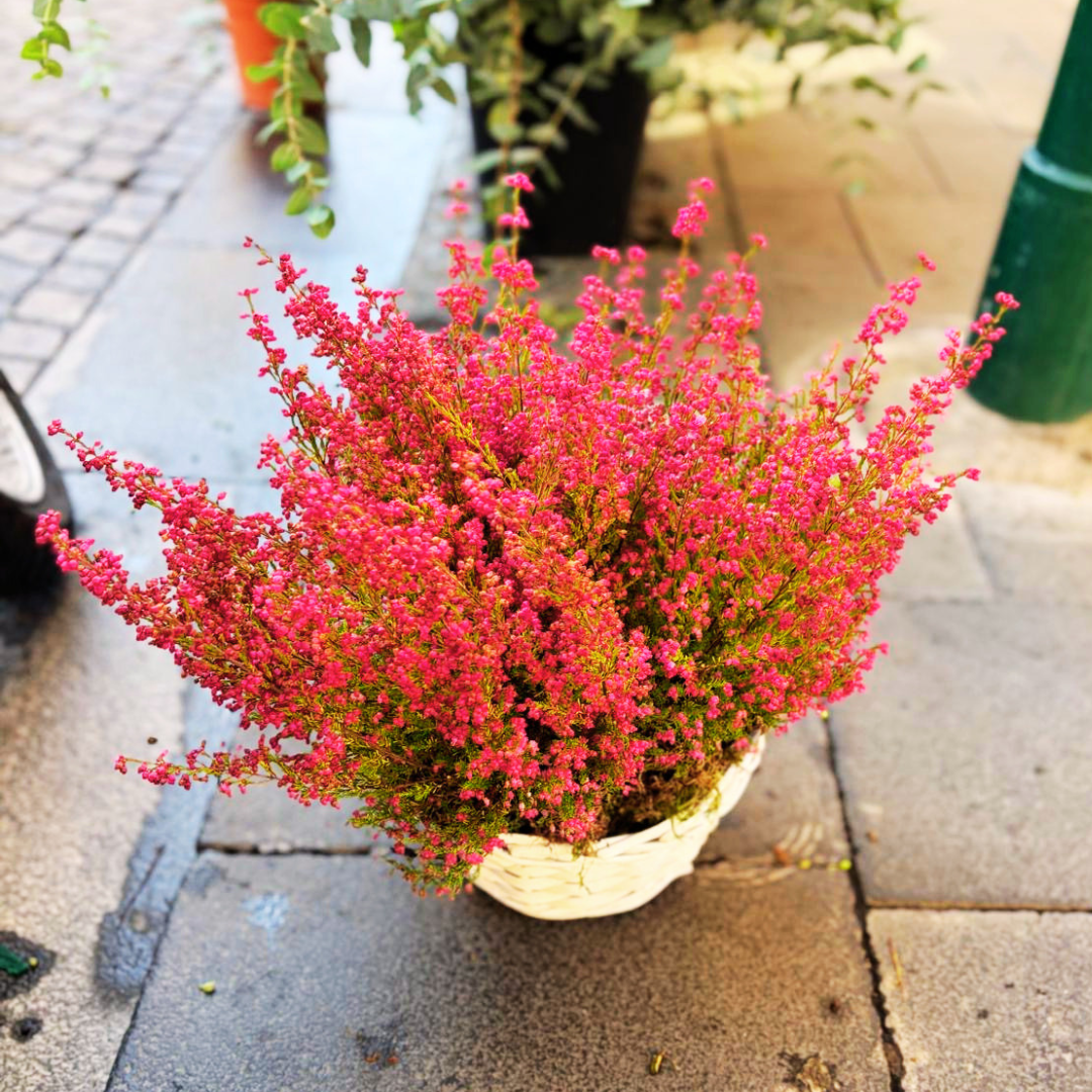 Korb mit bunten Primeln