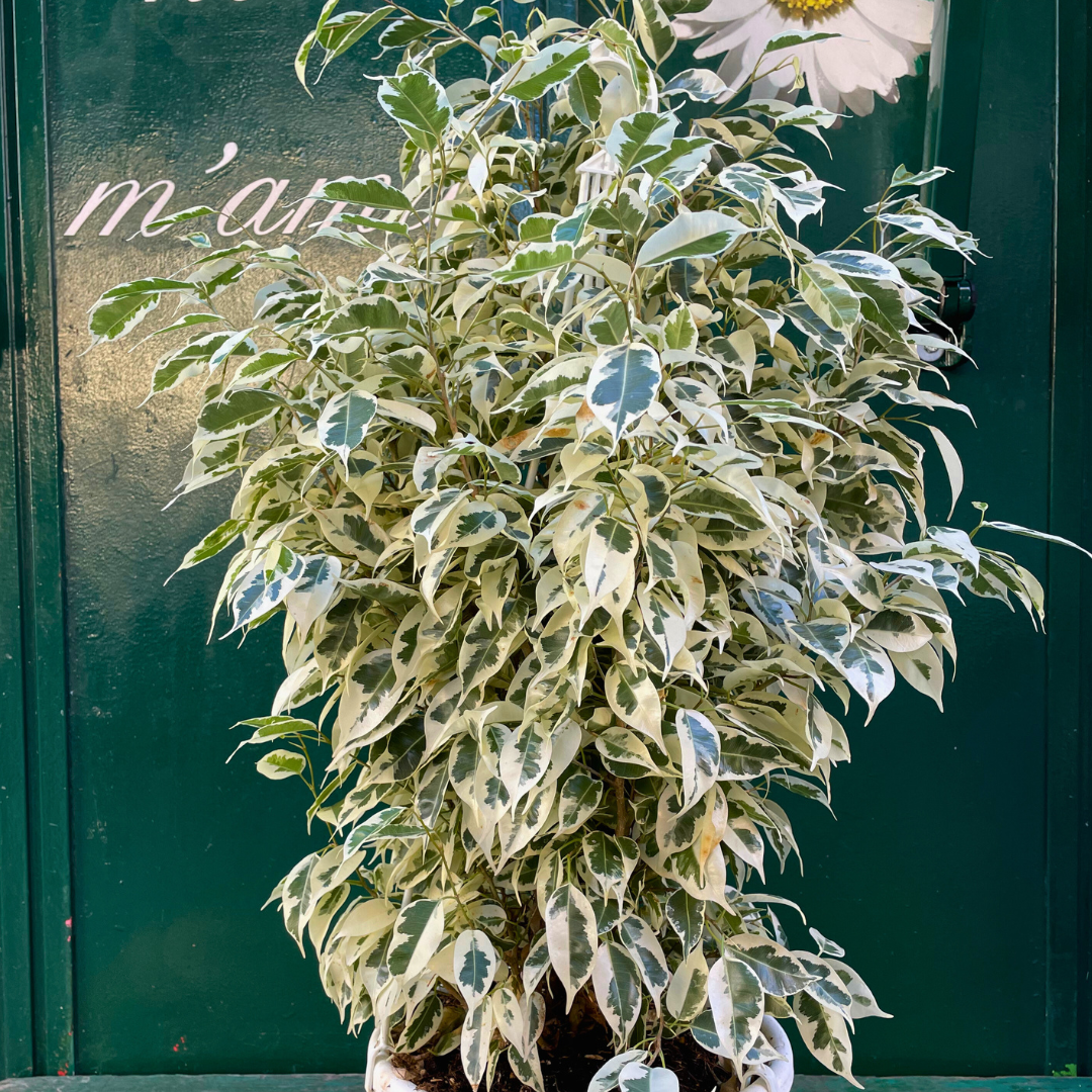 Ficus benjamina variegato piccolo, pensile