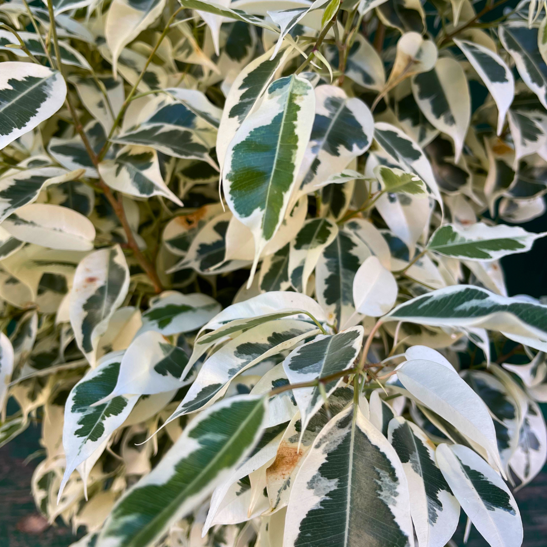 Ficus benjamina variegato piccolo, pensile