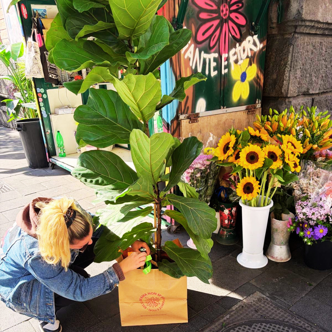 Ficus lyrata grande