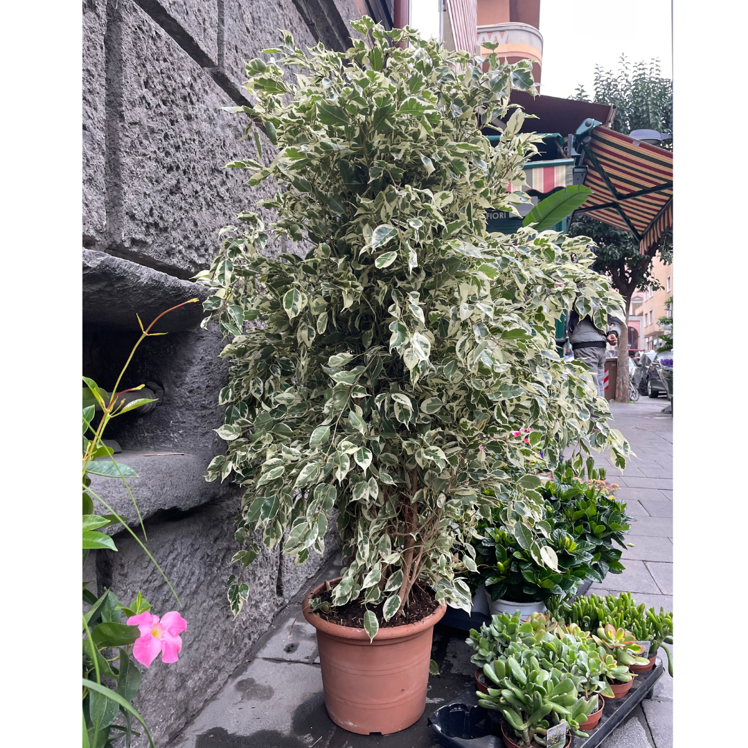 Ficus benjamina variegato grande