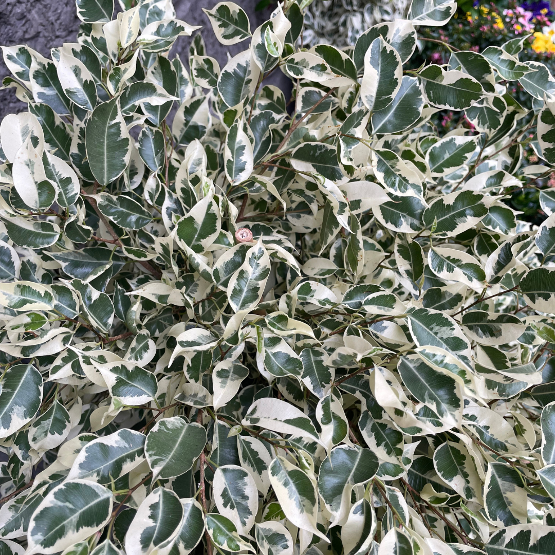 Ficus benjamina variegato grande