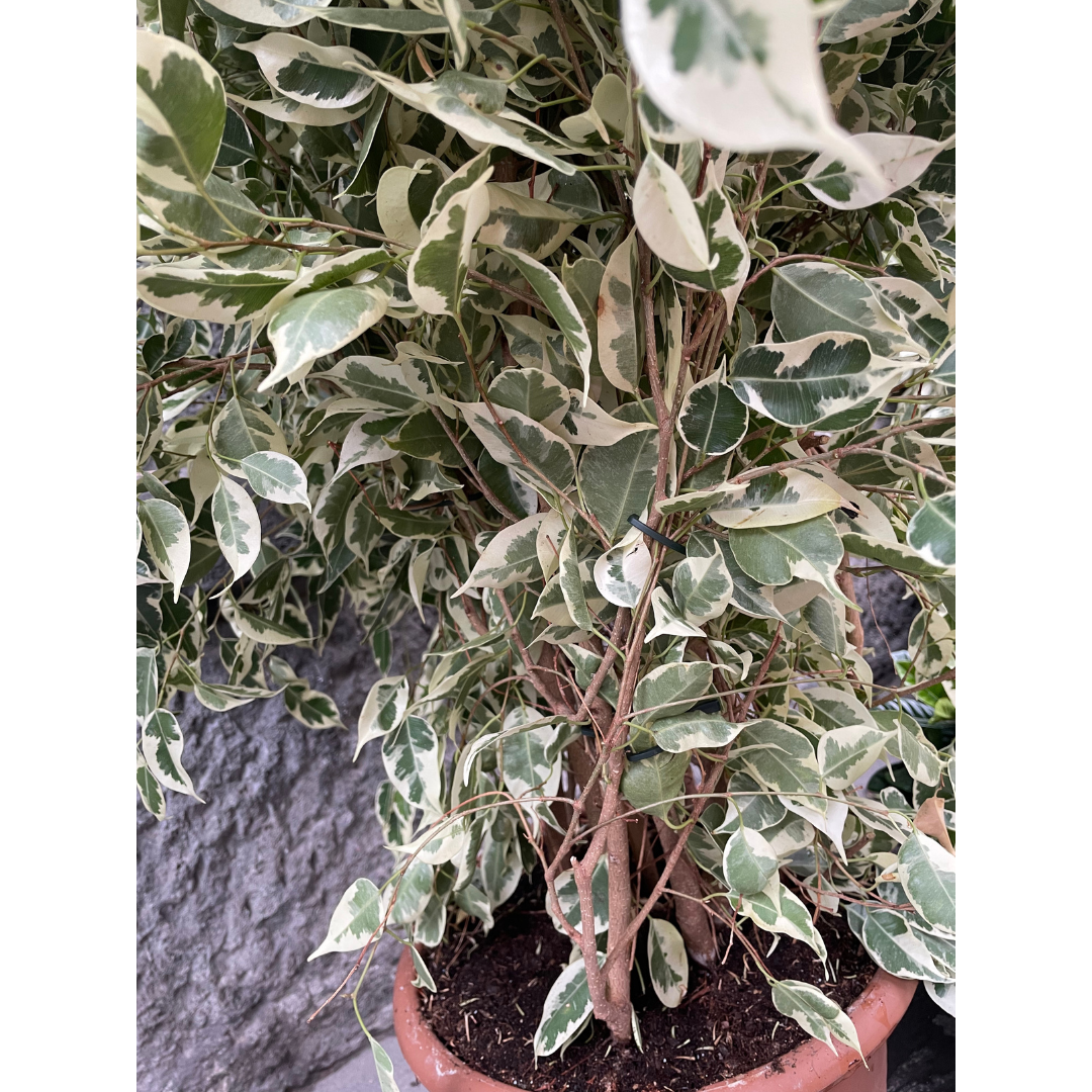 Ficus benjamina variegato grande